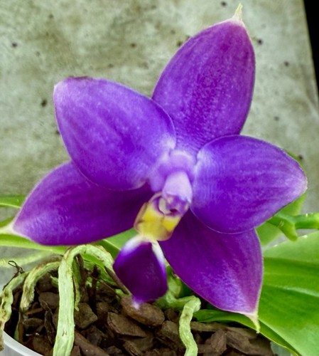 Profumo phalaenopsis species - phalaenopsis,