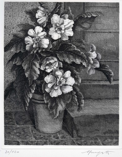 Mongatti vairo azalea in - mongatti,