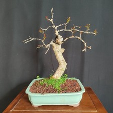 PRE BONSAI  DI MELOGRANO