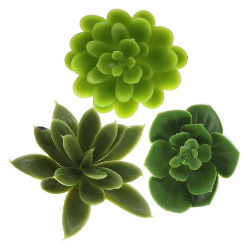Pcs piante succulente - piante,