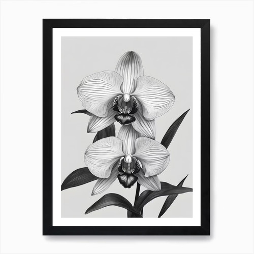Phragmipedium orchids ink - ink, 2