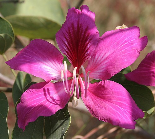 Graines bauhinia variegata - graines,