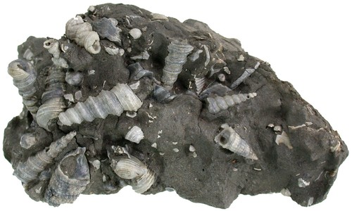 Livello miocene con turritella - miocene,