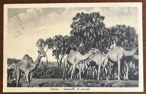Cartolina coloniale eritrea - cartolina, coloniale-eritrea