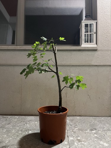 Pre bonsai acero campestre - pre, di