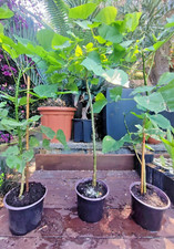 Erythrina caffra albero del corallo exotic SUD AFRICA  bonsai h 1/ 1,2m