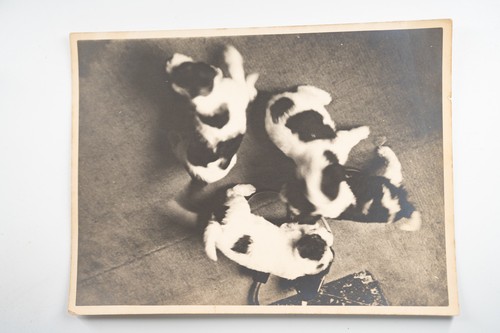 Photo silver france spotted - silver,