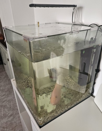 Acquario amtra nanotank - acquario, 60