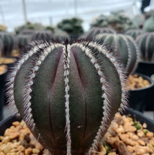 Uebelmannia pectinifera coltivazione semi rara pianta succulenta giardino cactus 3-4 cm