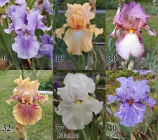 1 Iris germanica, vari colori