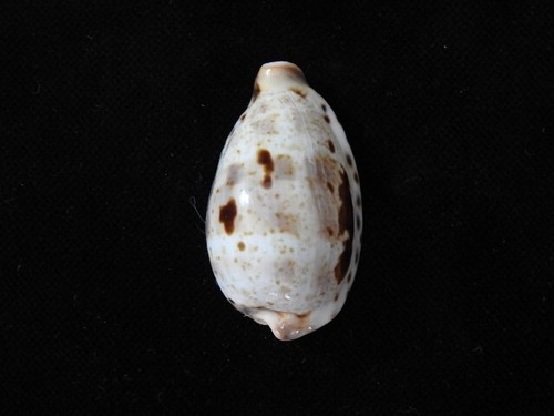 Sea shell cypraea pulchella - shell,
