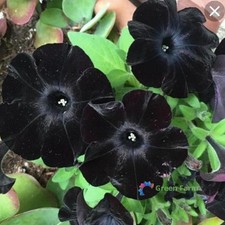 100 semi rari petunia gatto