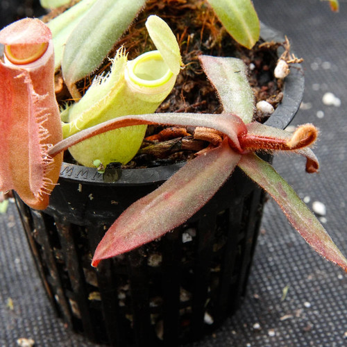 Nepenthes albomarginata rosso - albomarginata,