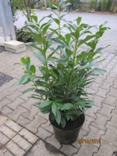 Prunus laurocerasus genolia - laurocerasus,