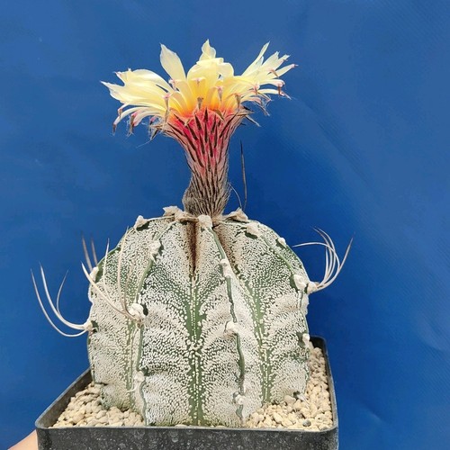 Astrophytum capricorn - astrophytum, x