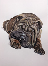 Quadro acquerello cane