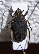 Lophorrhina pentachordia, Scarabeidae, Cetonidae, Togo