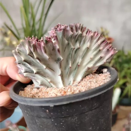 Pezzi taglio euphorbia - pezzi, 7-8