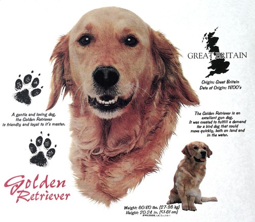 Shirt golden retriever - golden,