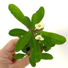 Euphorbia milii CREMA GIALLA (J9TZ) - Corona di spine | Pianta di Cristo