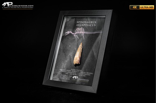 Dente fossile spinosaurus - di,
