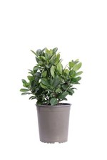 Pianta vera lauroceraso - di,