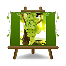 Vite Teres Pianta da frutto su