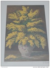 MIMOSE SERIGRAFIA CON AUTENTICA DI RICCARDO RINALDI 35x50 NUMERATA E FIRMATA b1
