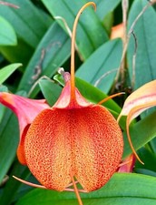 Masdevallia Arancione Spray New Fioritura Abilitato Pianta Orchidee Dracula