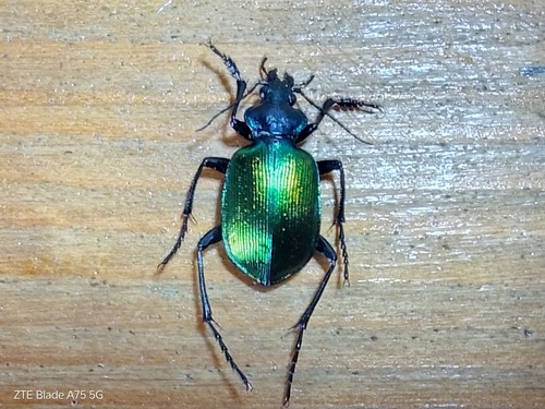 Coleoptera carabidae male - coleoptera,