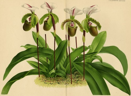 Cypripedium spicerianum fleu - cypripedium,