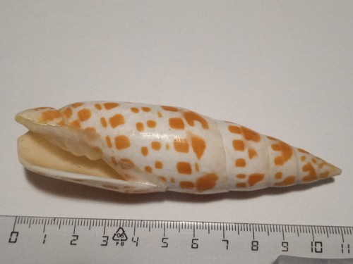 Conchiglia mitra - conchiglia,