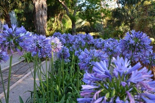 Vivaio garden forest - garden,