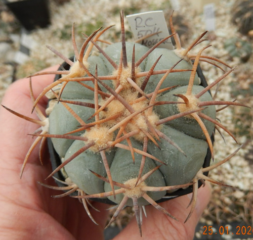 Echinocactus horizonthalonius