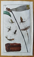 Libellula (piastra 4) - Stampa