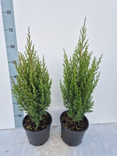 Piante juniperus stricta - di,