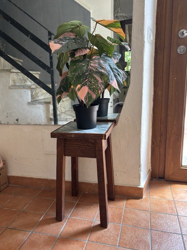 Alzatina piedistallo per - alzatina,