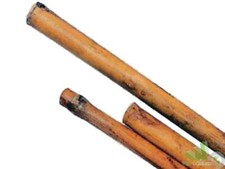 25 PEZZI CANNE BAMBù BAMBOO