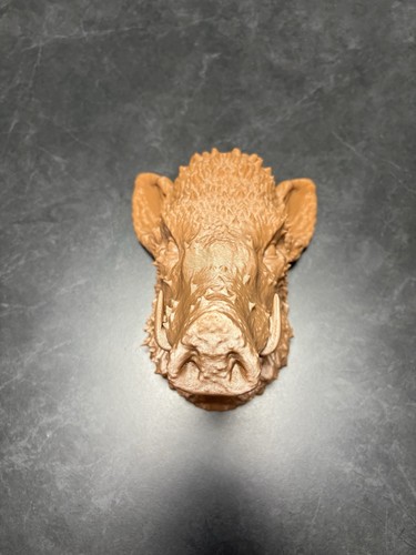 Trofeo cinghiale parete - da,
