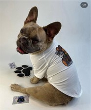 Fashion Bear Design Luxury