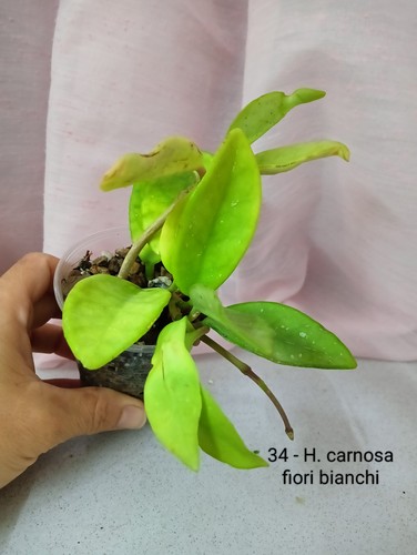 Hoya carnosa fiori bianchi - hoya, carnosa,