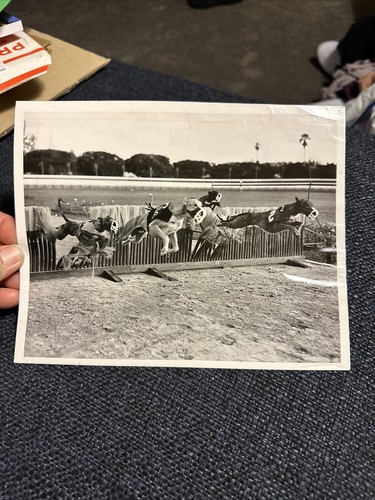 Press photo miami dog - photo,