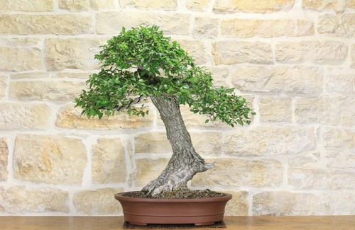 Bonsai olmo campestre - bonsai, (43)