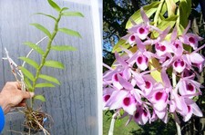 Dendrobium anosmum - ,
