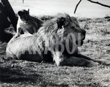 Foto vintage California, Leoni, Leone con cucciolo, Stampa 20 x 25 cm