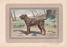 Stampa 1931 BASSET FAUVE de