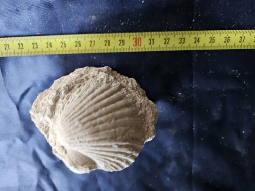 Fossili conchiglie pecten - fossili,
