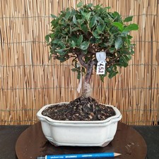 Bonsai di Quercia da sughero h 33cm Visita il mio negozio!