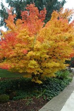 Acero rosso giapponese "Acer
