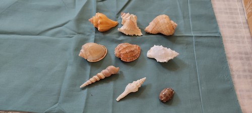 Conchiglie collezione - conchiglie,